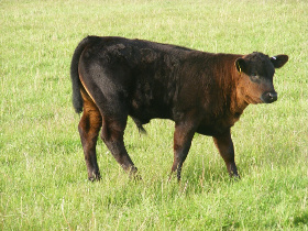 Cattle