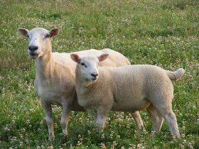 Lambs