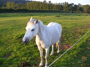 Horses