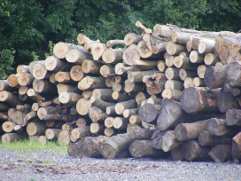Wood and Logs