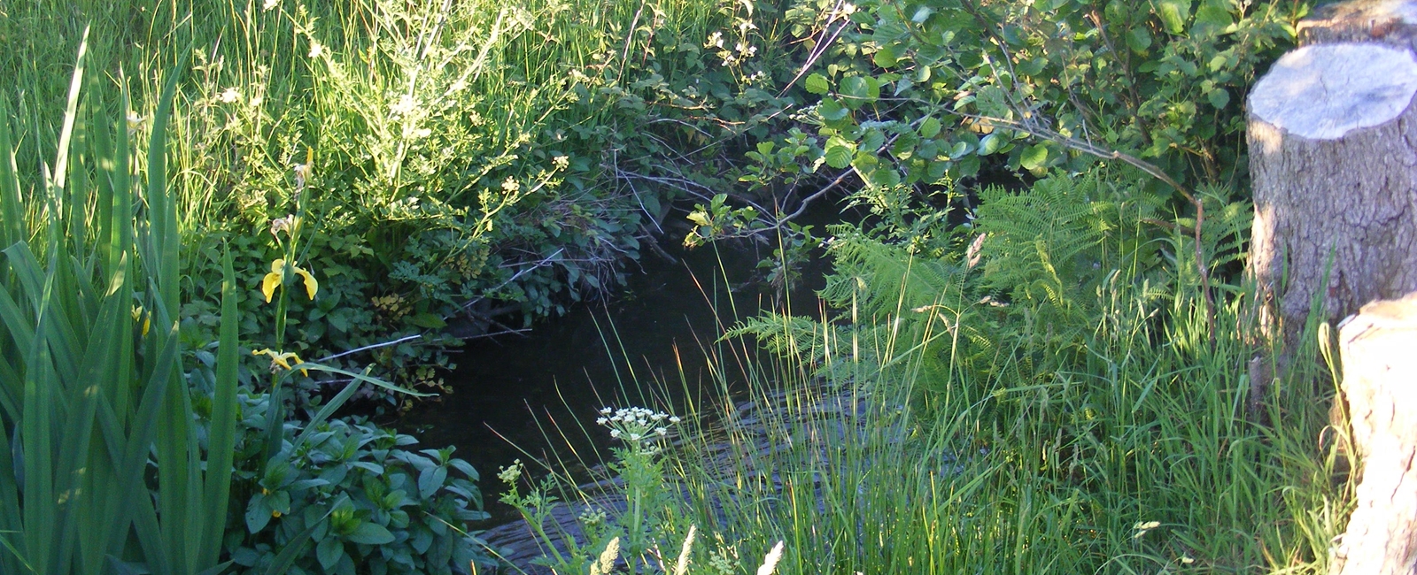 Sondes Stream
