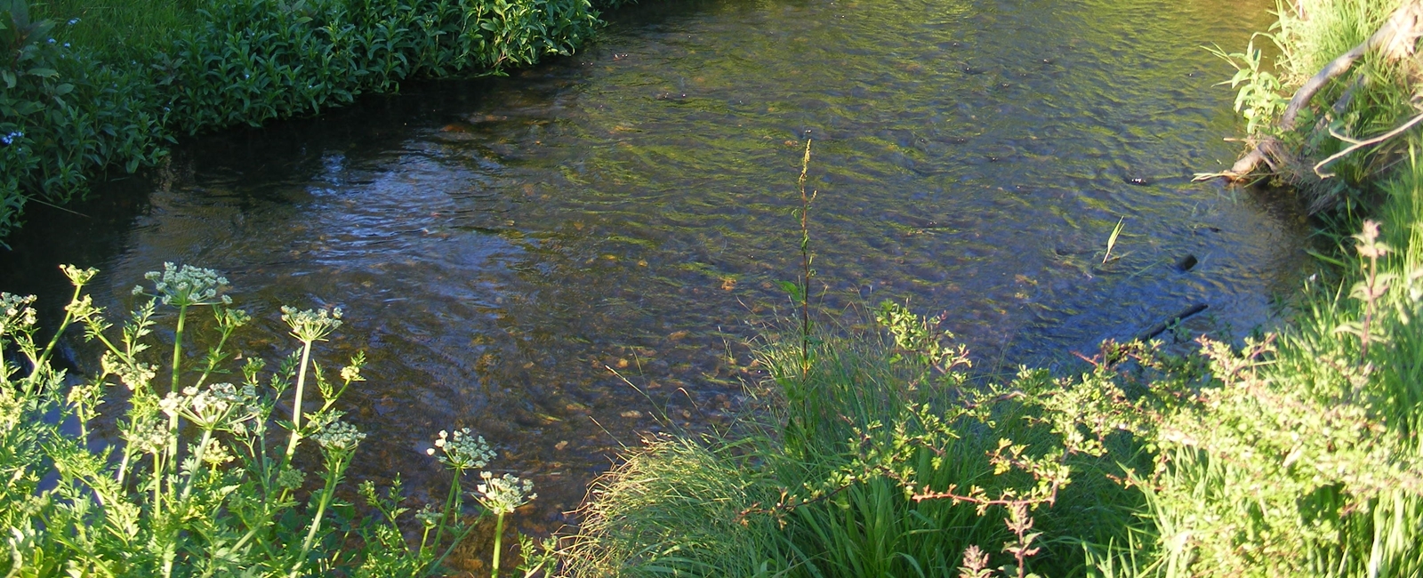 Sondes Pond