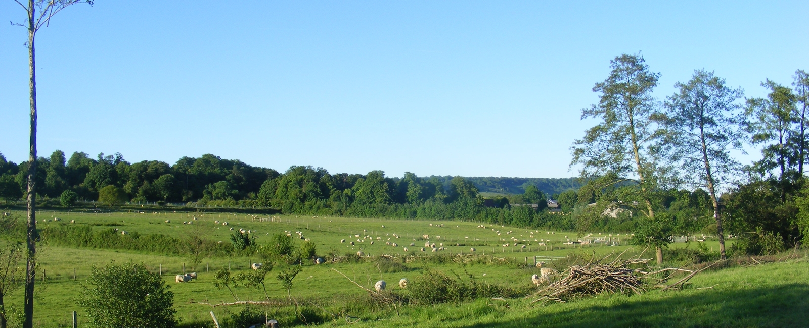 Sondes Spring Sheep