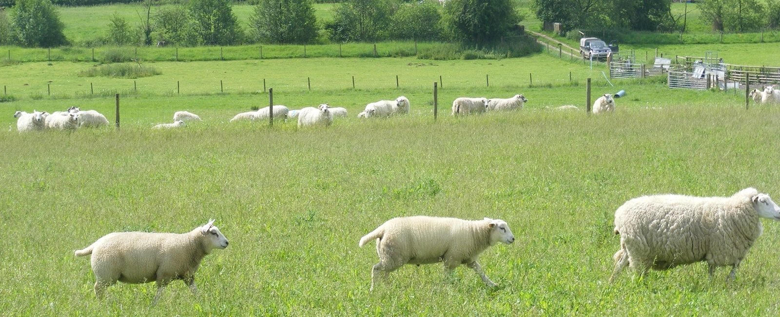 Sondes Place Farm Sheep