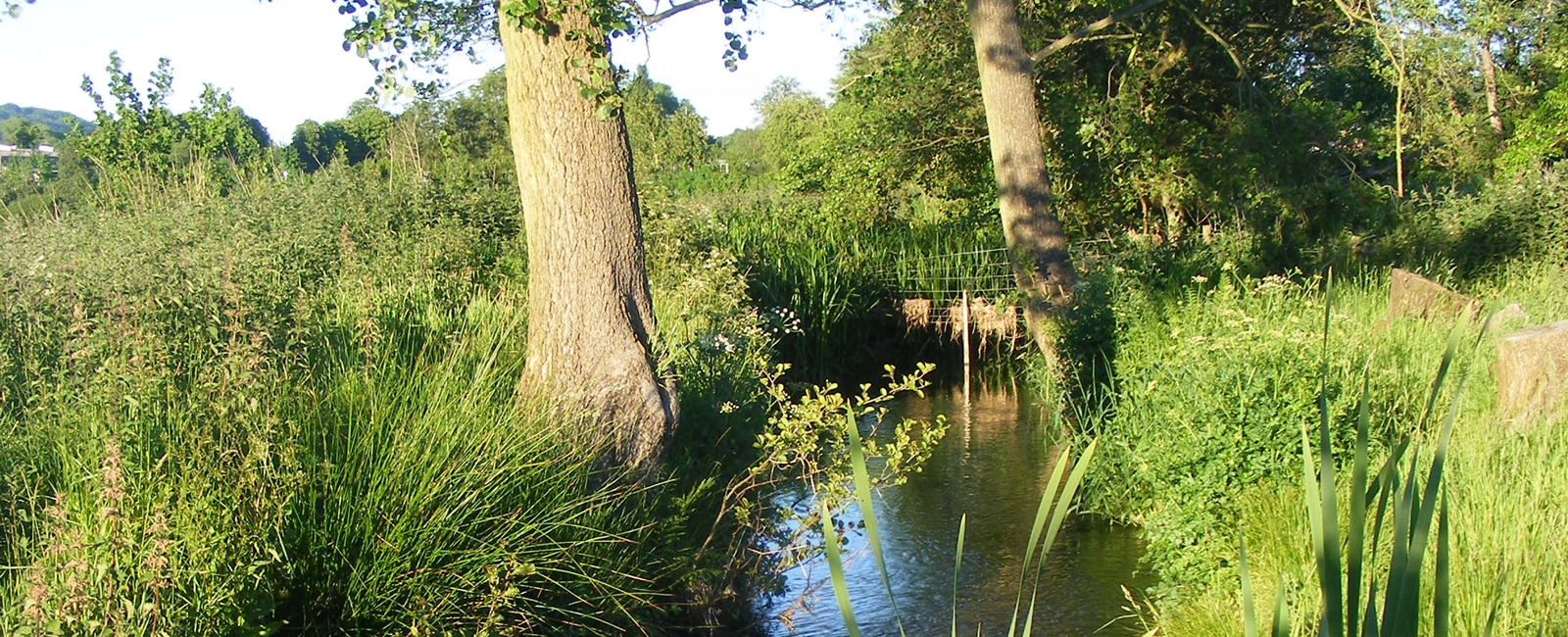 Sondes Stream