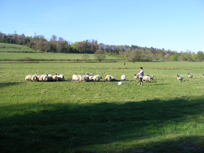 ewe lambs