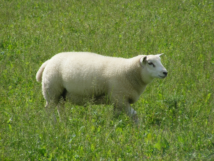 lamb
