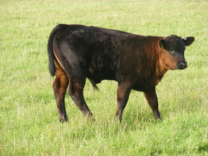 calf