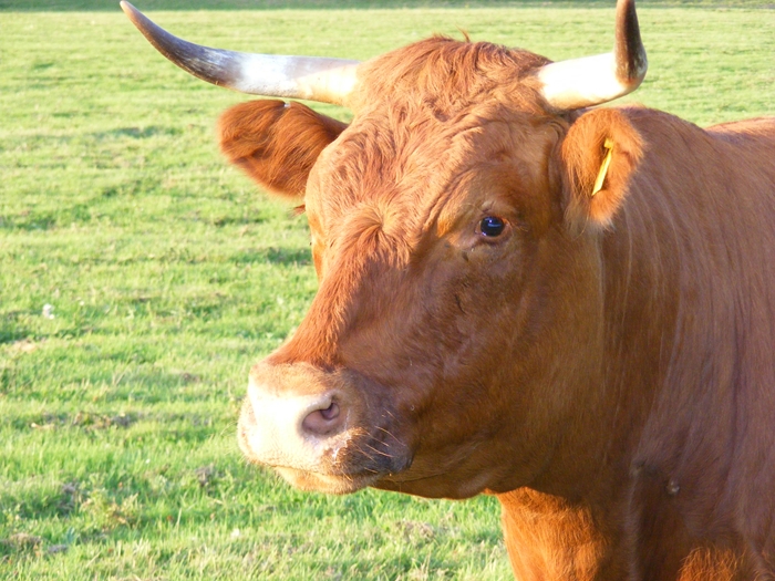 cattle