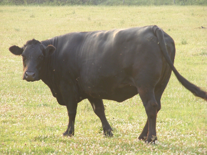 cow